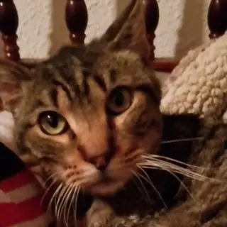 Watson