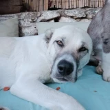 Adopta a Mina