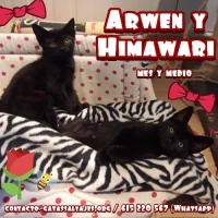 Adopta a Arden y Himawari