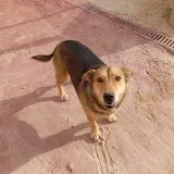 Adopta a Toby