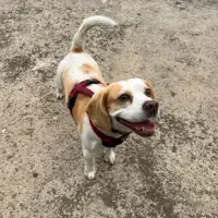 Adopta a Simba