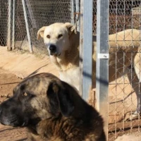 Adopta a Mingo Y Ribó