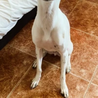 Adopta a Zeus