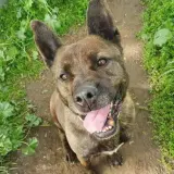 Adopta a Cabezón