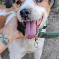 Adopta a Bambi