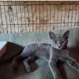 Adopta a Misha
