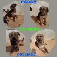 Adopta a Mougly