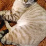 Adopta a Manolo