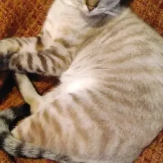 Manolo