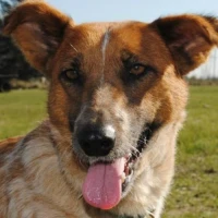 Adopta a Isadora
