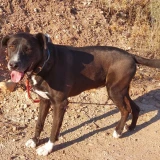 Adopta a Melvin