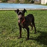 Adopta a Ronin (Pinscher Arlequín))