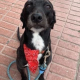 Adopta a Bentley