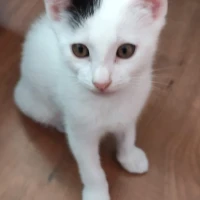 Adopta a Dean
