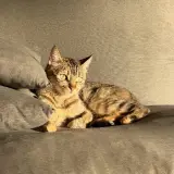 Adopta a Bartola