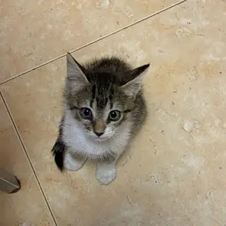 Catalina