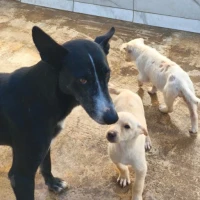 Adopta a Menta Y Sus Cachorros