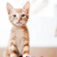 Adopta a Orion
