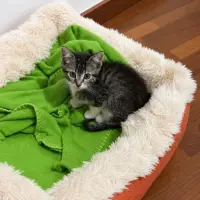 Adopta a Amaia