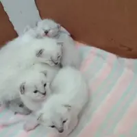 Adopta a Gatitos