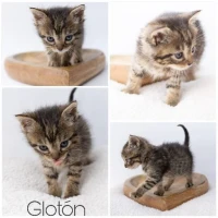 Adopta a Glotón