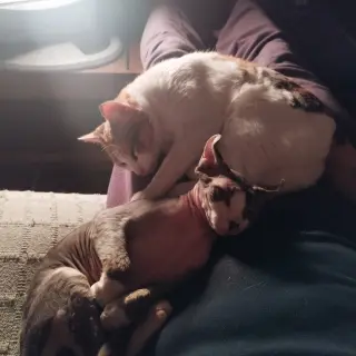 Freya y Ciri