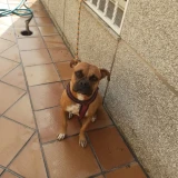 Adopta a Kira