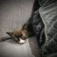 Adopta a Mofletillos