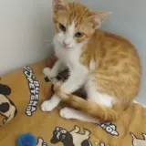 Adopta a Elvis