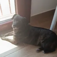 Adopta a Kira