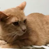 Adopta a Kenneth