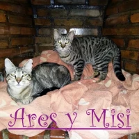 Adopta a Ares y Misi