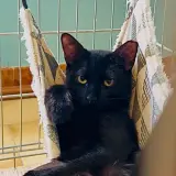 Adopta a Reeves