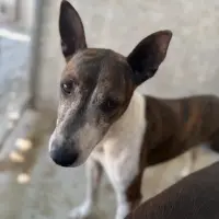 Adopta a Bill Tlf(Whatsapp) 645978718