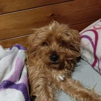 Adopta a Sasha