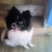 Adopta a Simba
