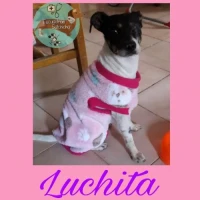 Adopta a Luchita