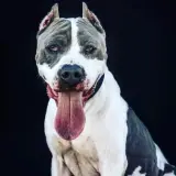Adopta a Sky