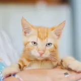 Adopta a Risketto
