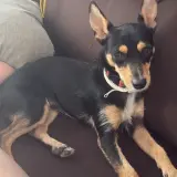 Adopta a Chase