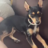 Adopta a Chase