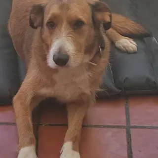 Lucca