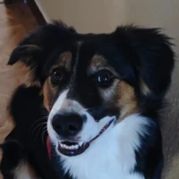 Adopta a Kira