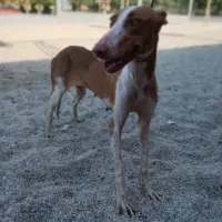 Adopta a Ana