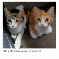 Adopta a Pili Y Mili