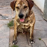 Adopta a Coco