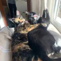 Adopta a Queen Y Clooney