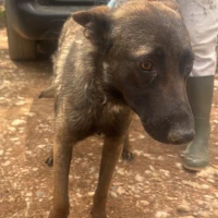 Adopta a R1