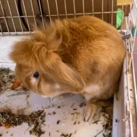 Adopta a Boni