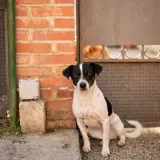 Adopta a Luna